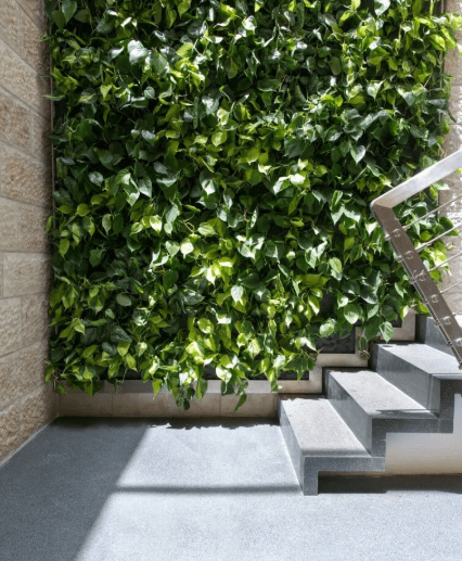 קיר צמחים ירוק לבית