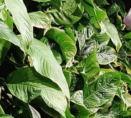 ספטיפיליום