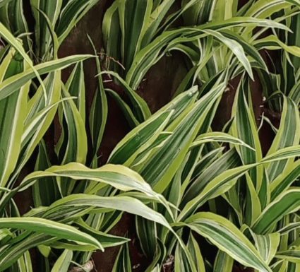 דרצנה לימון ליים