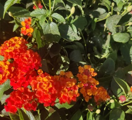 לנטנה עדינה