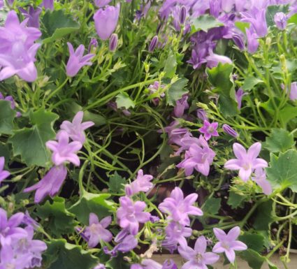 פעמונית פורטנשלאג